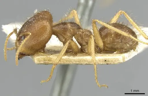 Pseudolasius ludovici specimen