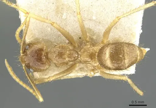 Pseudolasius ludovici - CASENT0910980