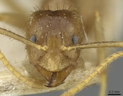 Pseudolasius ludovici - CASENT0910980