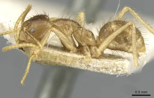 Pseudolasius ludovici - CASENT0910980