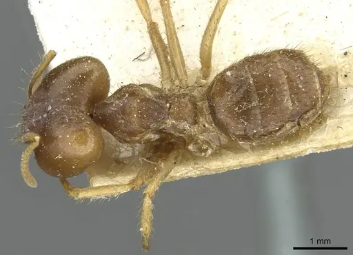 Pseudolasius ludovici - CASENT0910981