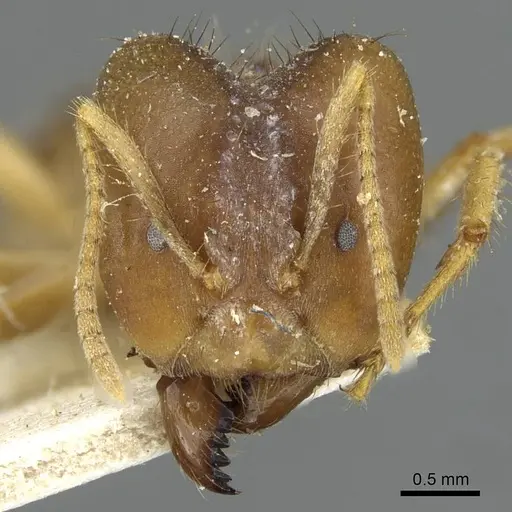 Pseudolasius ludovici - CASENT0910981