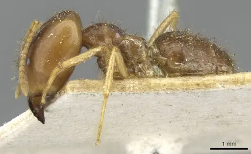 Pseudolasius ludovici - CASENT0910981