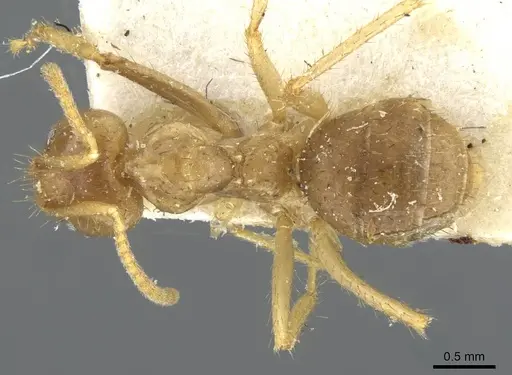 Pseudolasius ludovici - CASENT0910982