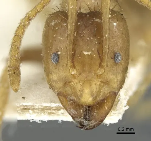 Pseudolasius ludovici - CASENT0910982