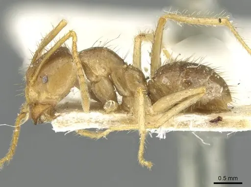 Pseudolasius ludovici - CASENT0910982