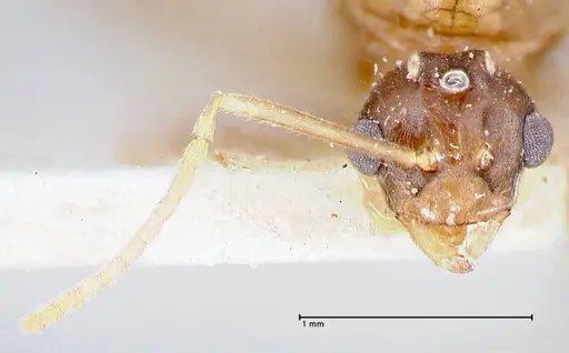 Pseudolasius ludovici - FOCOL2682