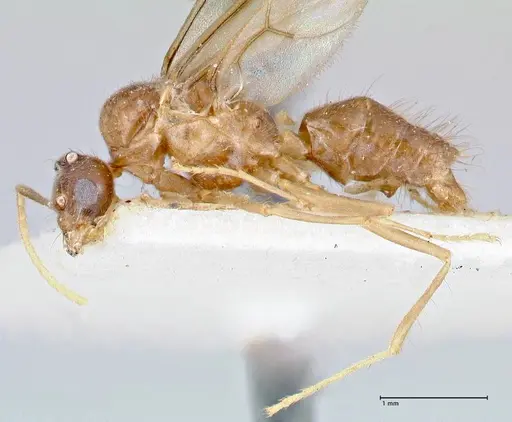 Pseudolasius ludovici - FOCOL2682