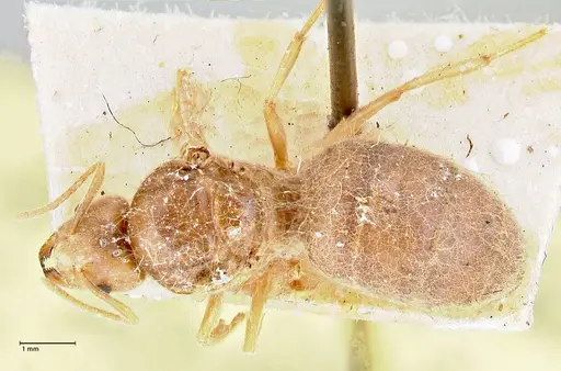 Pseudolasius ludovici - FOCOL2683