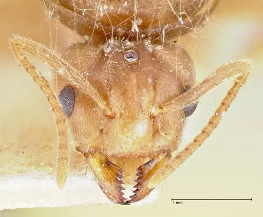 Pseudolasius ludovici - FOCOL2683