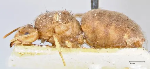 Pseudolasius ludovici - FOCOL2683