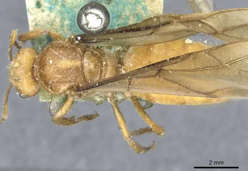 Pseudolasius martini specimen