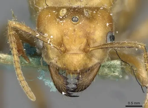 Pseudolasius martini specimen