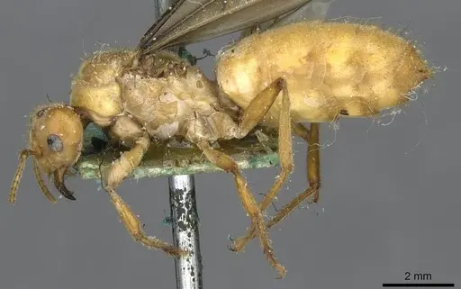 Pseudolasius martini specimen