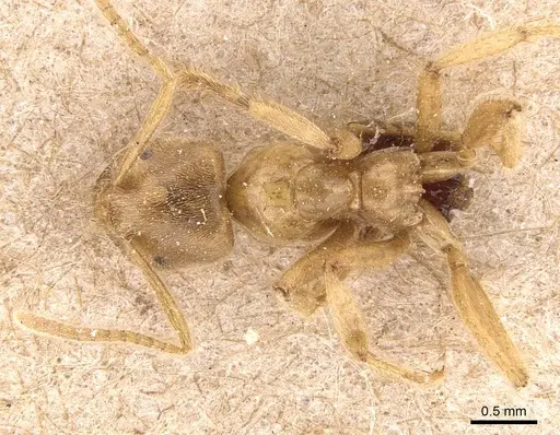 Pseudolasius mayri specimen