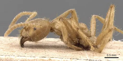 Pseudolasius mayri specimen