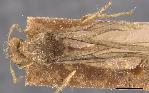 Pseudolasius mayri - CASENT0905648