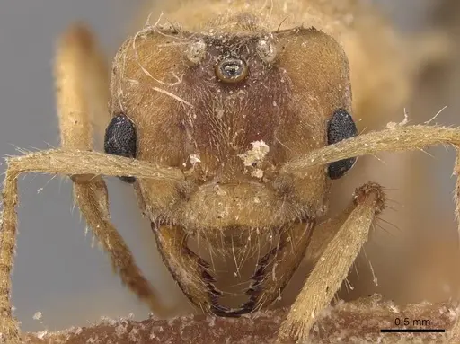 Pseudolasius mayri - CASENT0905648