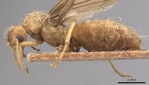 Pseudolasius mayri - CASENT0905648