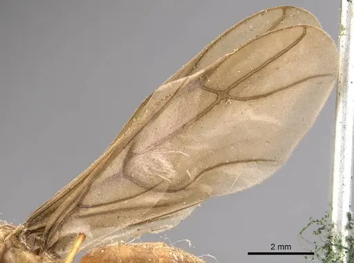 Pseudolasius mayri - CASENT0905648