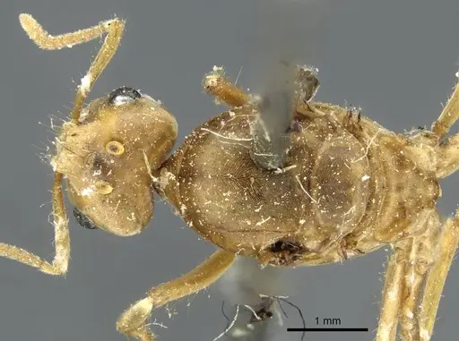 Pseudolasius mayri - CASENT0910983