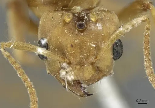 Pseudolasius mayri - CASENT0910983