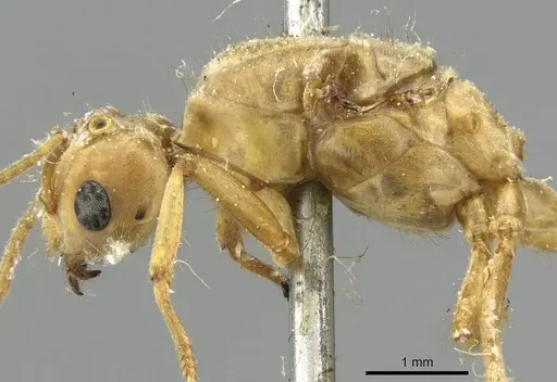 Pseudolasius mayri - CASENT0910983