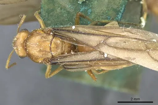 Pseudolasius mayri - CASENT0910984