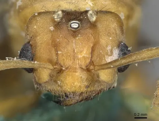 Pseudolasius mayri - CASENT0910984