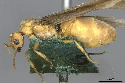 Pseudolasius mayri - CASENT0910984