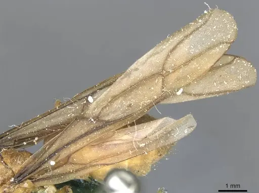 Pseudolasius mayri - CASENT0910984