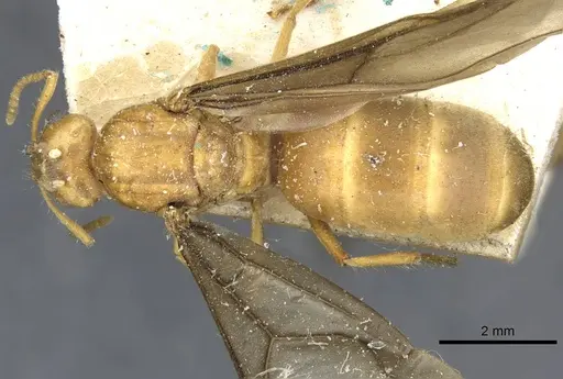 Pseudolasius mayri - CASENT0910985