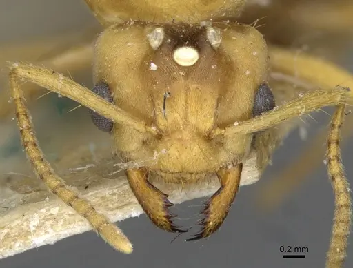 Pseudolasius mayri - CASENT0910985