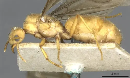 Pseudolasius mayri - CASENT0910985