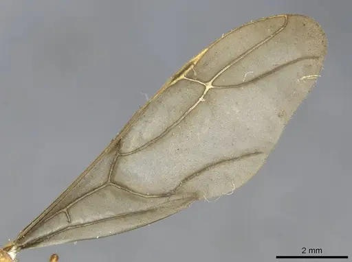 Pseudolasius mayri - CASENT0910985