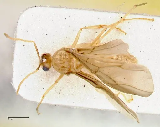 Pseudolasius mayri - FOCOL2688