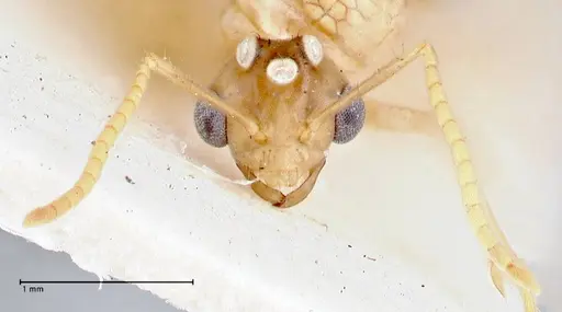 Pseudolasius mayri - FOCOL2688