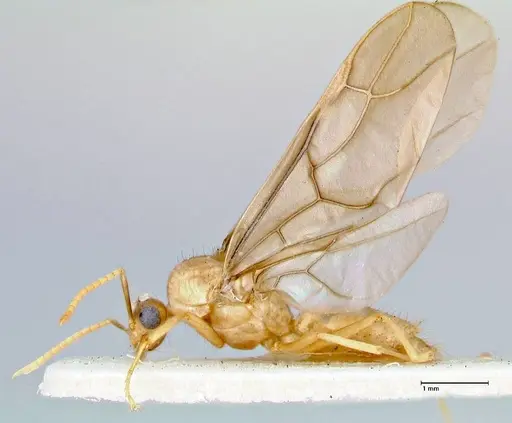 Pseudolasius mayri - FOCOL2688