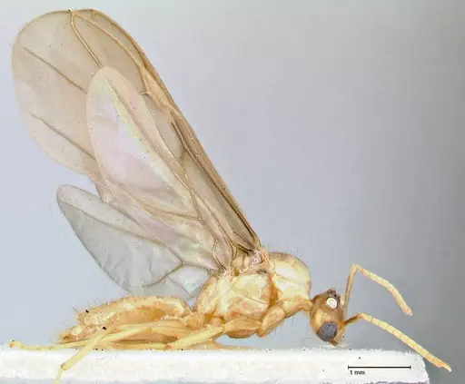 Pseudolasius mayri - FOCOL2688