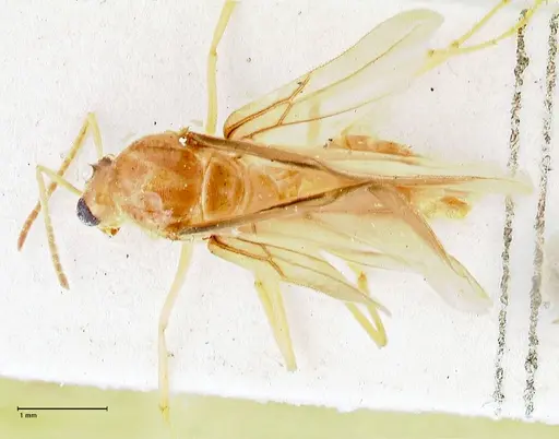 Pseudolasius mayri - FOCOL2689