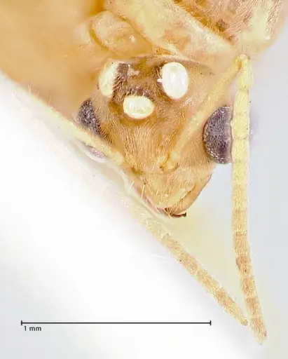 Pseudolasius mayri - FOCOL2689