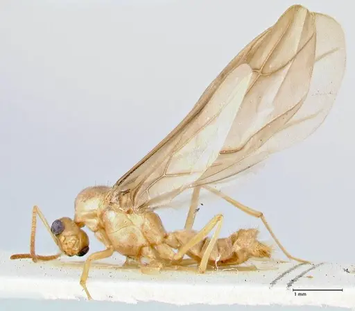 Pseudolasius mayri - FOCOL2689