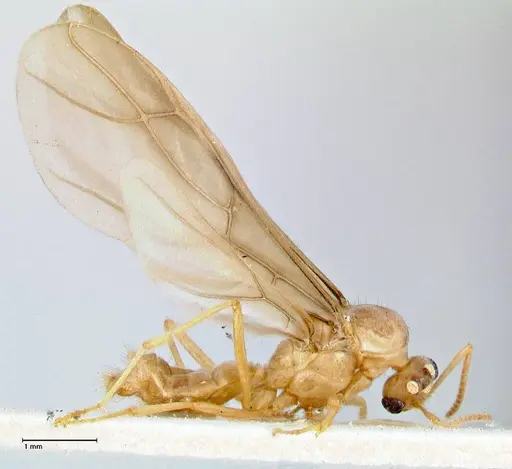 Pseudolasius mayri - FOCOL2689