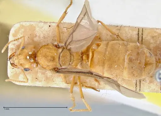 Pseudolasius mayri - FOCOL2690