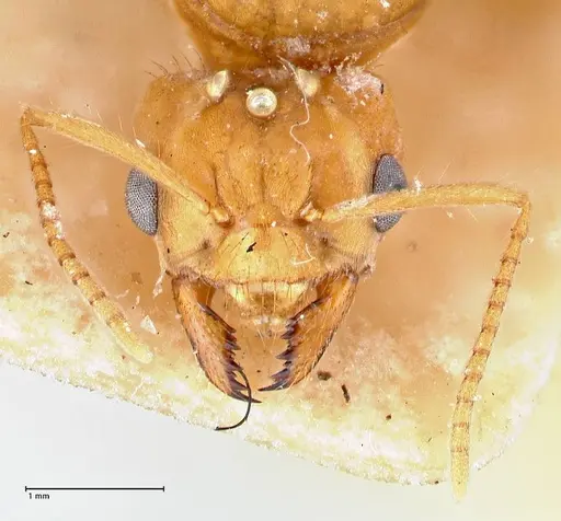 Pseudolasius mayri - FOCOL2690