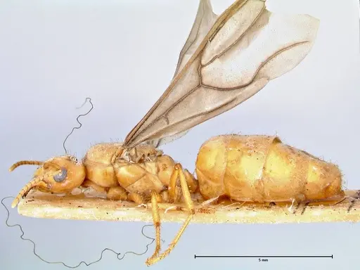 Pseudolasius mayri - FOCOL2690