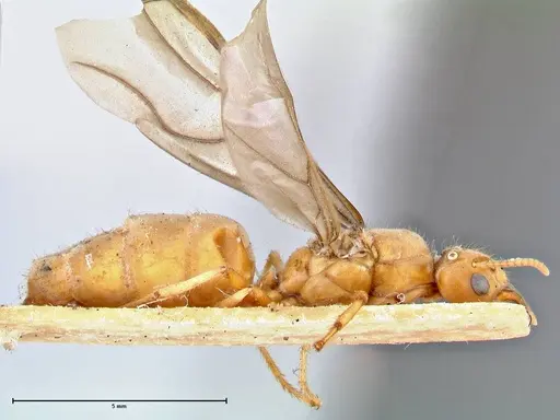 Pseudolasius mayri - FOCOL2690