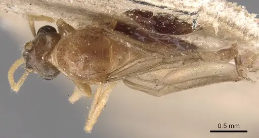 Pseudolasius minutus specimen