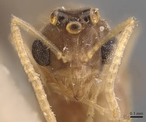 Pseudolasius minutus specimen