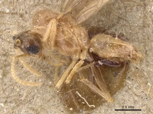 Pseudolasius minutus specimen